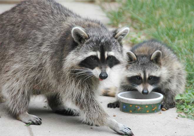 raccoon-mom-and-baby-0567[1].jpg